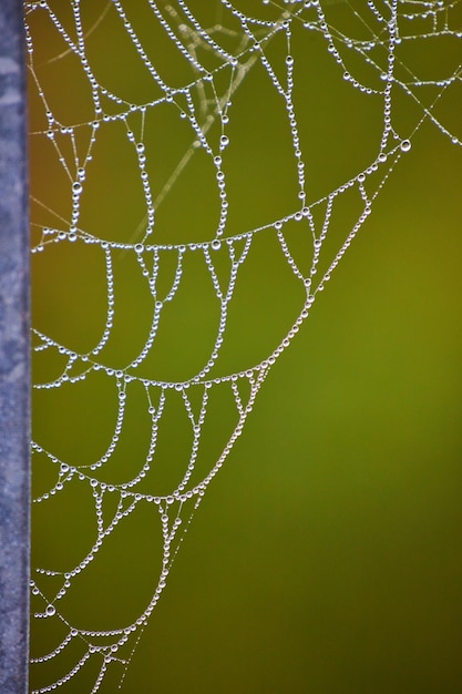 Gotas de rocío pequeñas que cubren toda la tela de araña en detalle contra un fondo verde suave