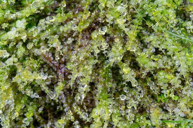 Gotas de rocío en las plantas macro