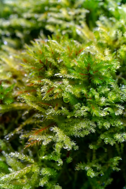 Gotas de rocío en las plantas macro