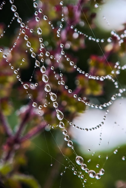 Las gotas de rocío en la red de araña