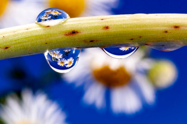 Foto las gotas de rocío se reflejan en la flor