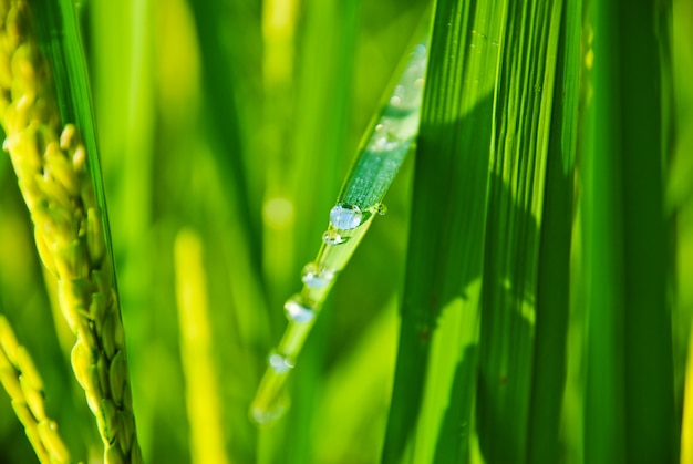 Gotas de rocío sobre el arroz