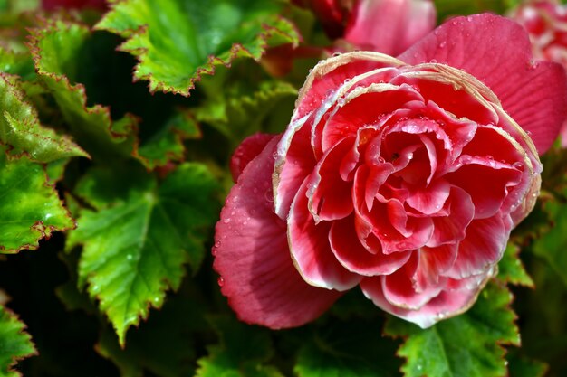 Gotas de rocío sobre una flor rosa rosa