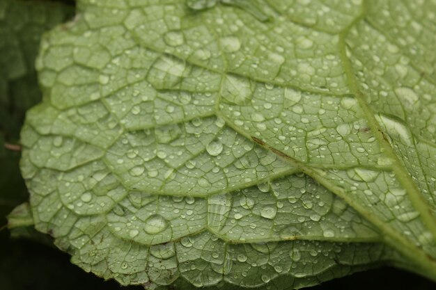 Gotas de rocío sobre las flores y plantas, día lluvioso, macro y foto de primer plano, superficie de la naturaleza.