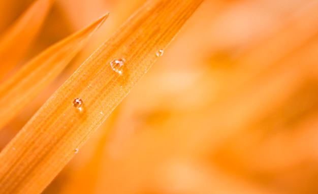 Gotas de rocío sobre la hierba en otoño brillante colores amarillo naranja en macro y espacio de copia