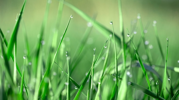 Gotas de rocío sobre hierba verde fresca