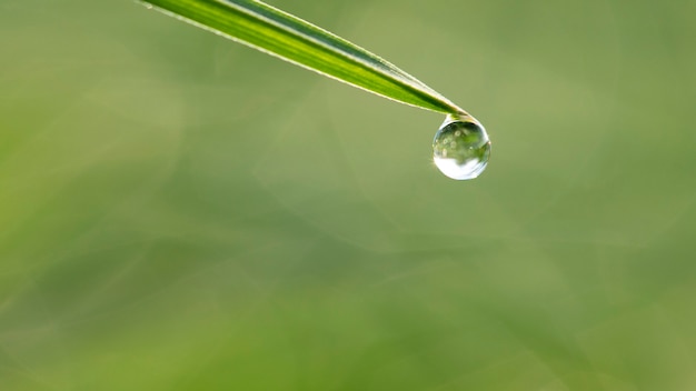 Gotas de rocío sobre hierba verde fresca