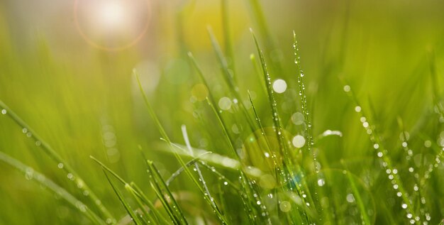 Gotas de rocío sobre una hierba verde