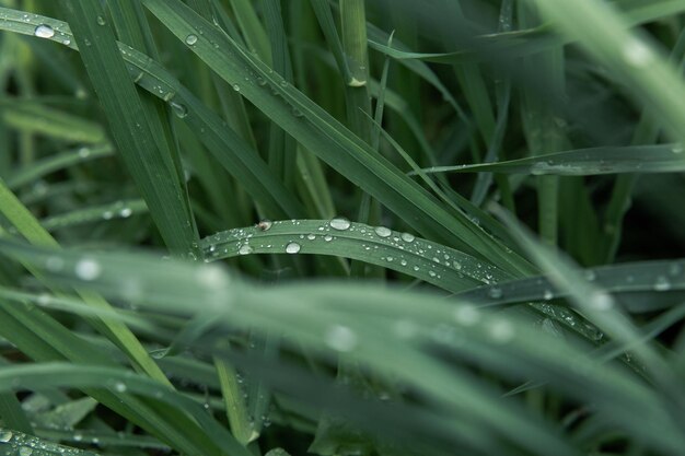 Gotas de rocío sobre la hierba verde