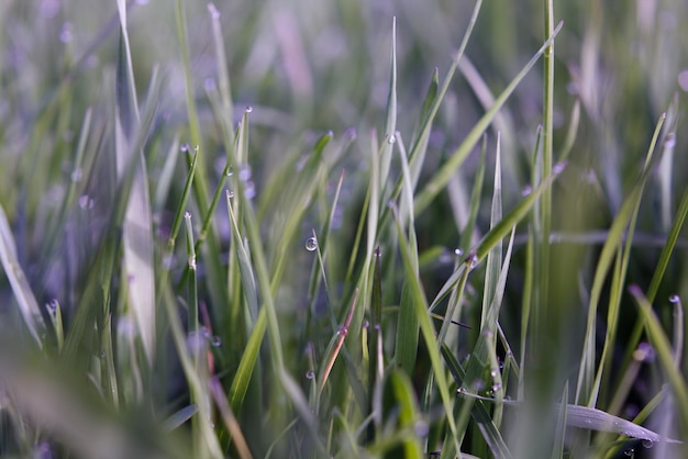 Gotas de rocío sobre la hierba verde