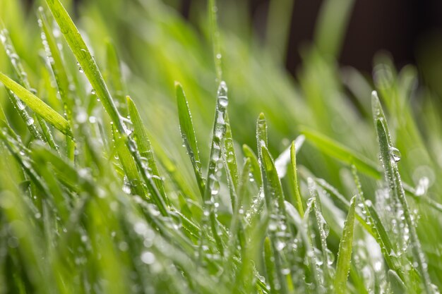 Gotas de rocío sobre una hierba verde.