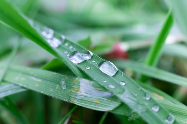 gotas de rocío sobre la hierba verde