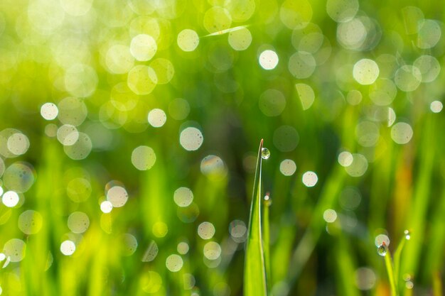 gotas de rocío sobre una hierba verde