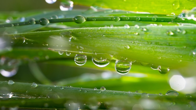 Gotas de rocío sobre la hierba.