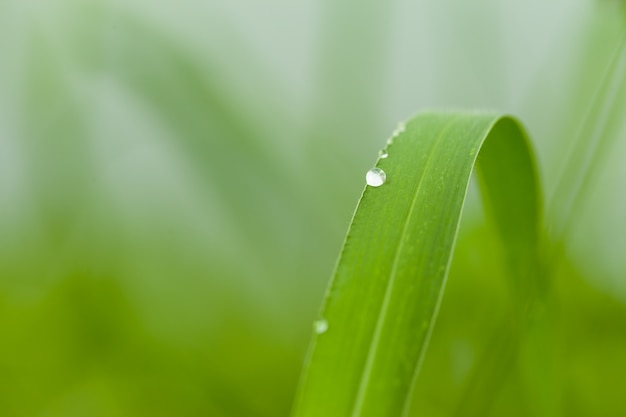 Gotas de rocío sobre hierba