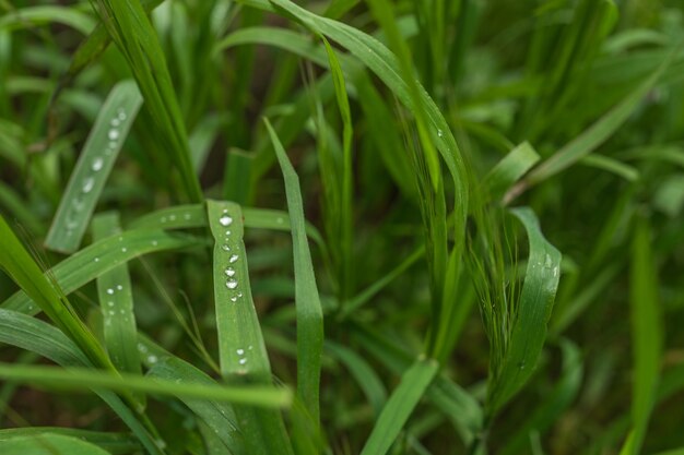 Gotas de rocío sobre una hoja de hierba