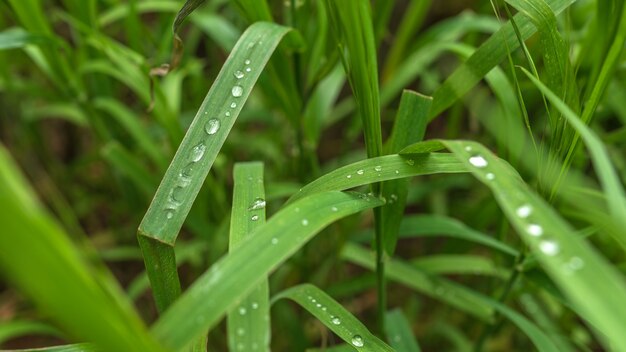 Gotas de rocío sobre una hoja de hierba