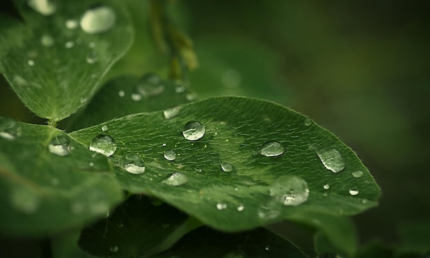 Gotas de rocío sobre una hoja de primer plano de trébol de macrofotografía con un fondo borroso y espacio libre para texto