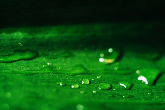 gotas de rocío sobre una hoja verde