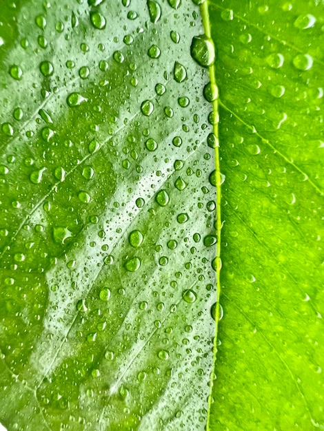 Gotas de rocío sobre una hoja verde