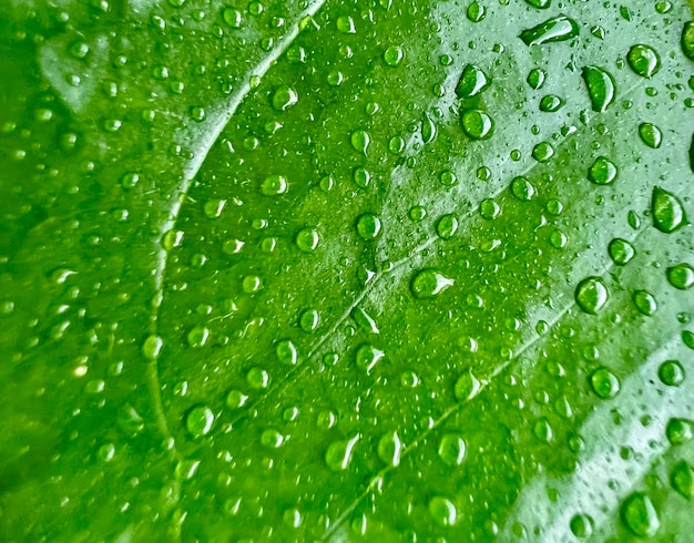 Gotas de rocío sobre una hoja verde