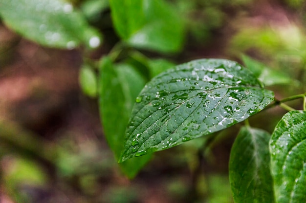 Gotas de rocío sobre las hojas de los arbustos en el bosque.