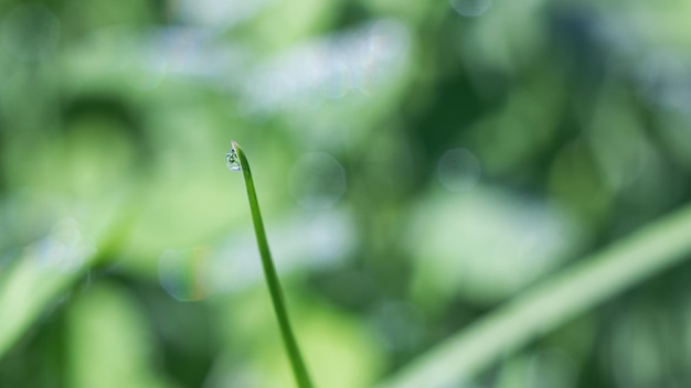 Gotas de rocío sobre hojas verdes de hierba