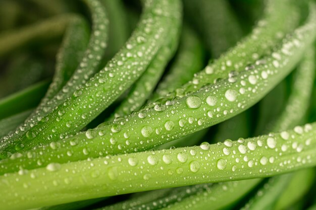 Gotas de rocío sobre los tallos de las cebollas verdes, para obtener antecedentes sobre artículos sobre alimentación saludable y salud.