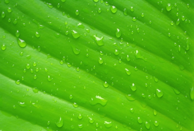 Gotas de rocío sobre la textura de la hoja verde Fondo de la naturaleza de la primavera fresca