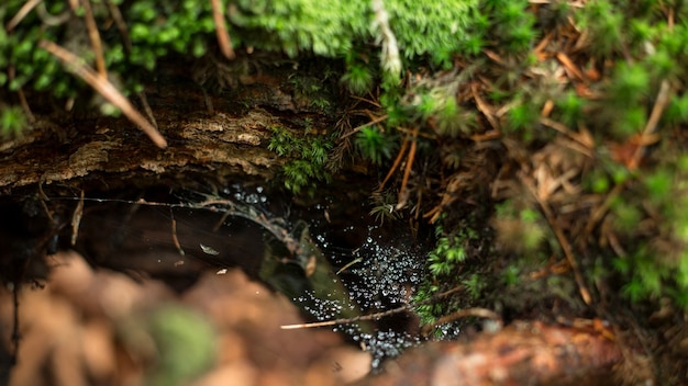 Gotas de rocío en la web