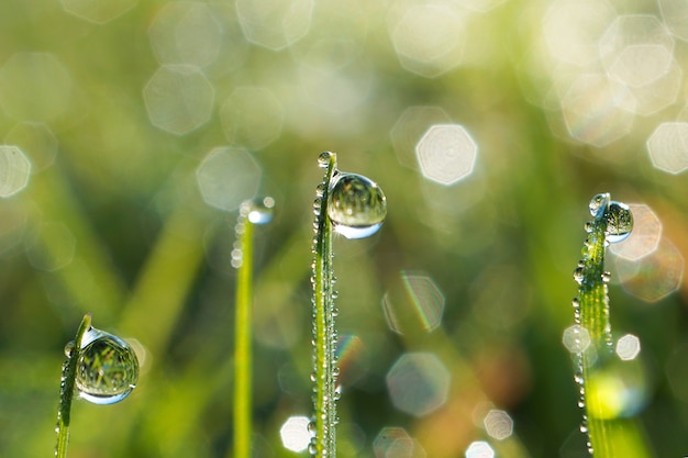 gotas sobre la hierba verde