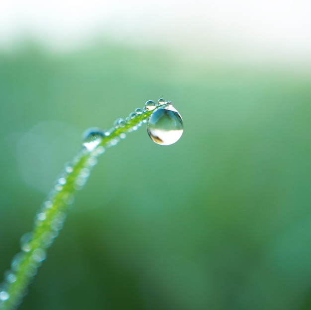 gotas sobre la hierba verde