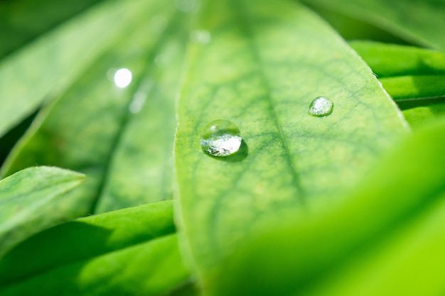 Gotas sobre una hoja verde. Reflexión en una gota. Fotografía macro. Grandes gotas de rocío. Gotas de lluvia sobre hojas verdes. Gotas de agua.