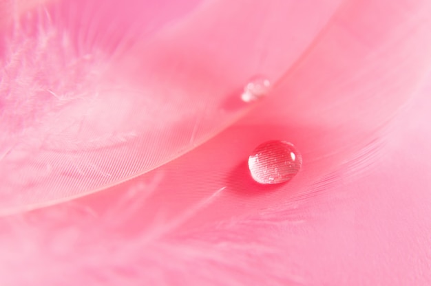 Gotas sobre la pluma rosa. Suave suave hermosa artística primer plano foto. Cuadro macro abstracto brillante.