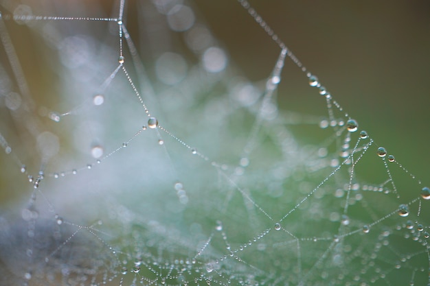 gotas en la tela de araña