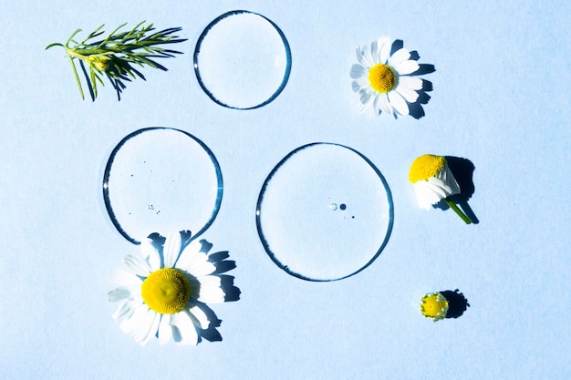 Gotas transparentes de suero para el cuidado del cuerpo sobre un fondo azul con flores de manzanilla