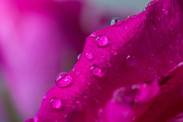 Foto gotículas de água em pétalas de rosa rosa