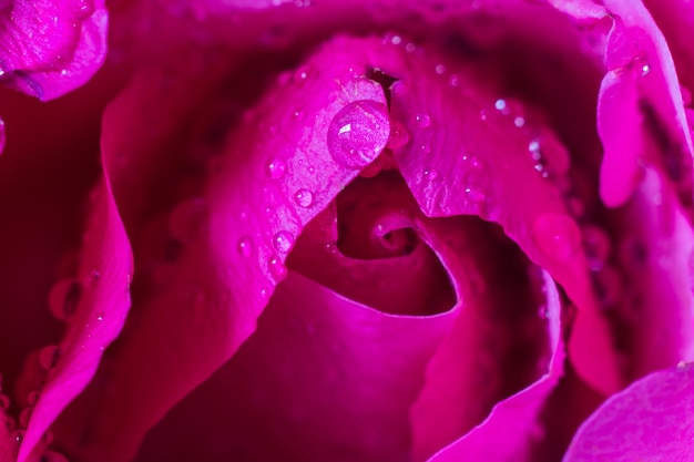 Gotículas de água em pétalas de rosa rosa