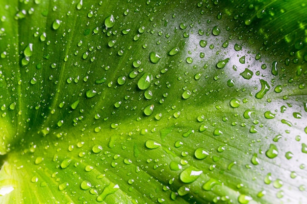 Gotita de agua en la hoja verde, rodando.