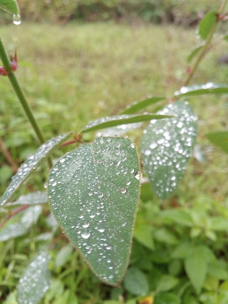 Foto gotita de lluvia