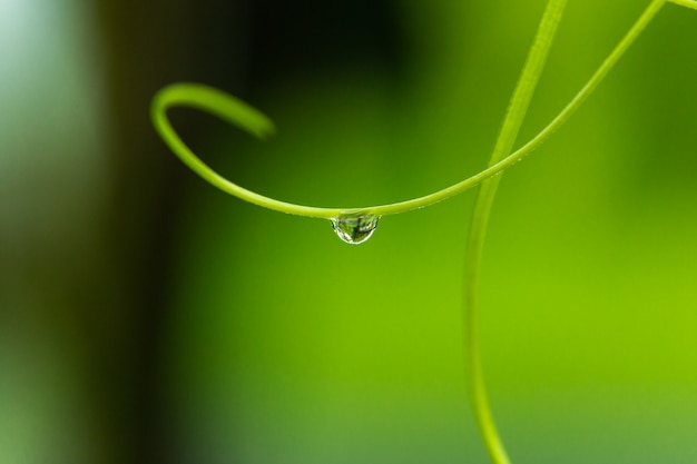 Gotitas de agua sobre la hierba verde.