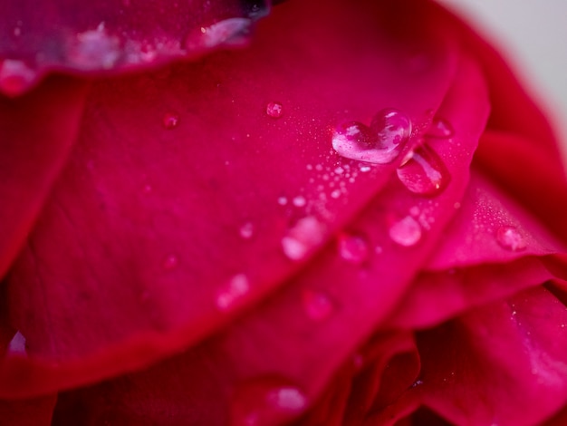 Gotitas de corazón en una rosa roja