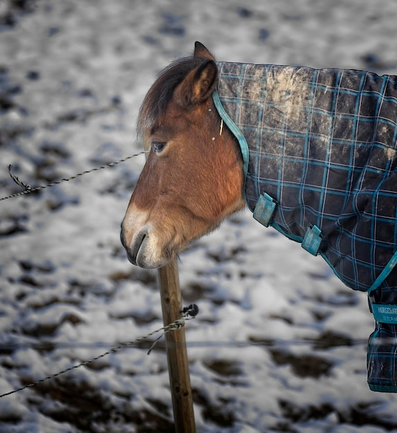 Foto el gotlands russet es una raza de caballo sueco de tipo pony originario de gotland