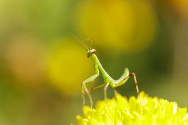 Gottesanbeterin auf Blume