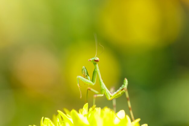 Gottesanbeterin auf Blume