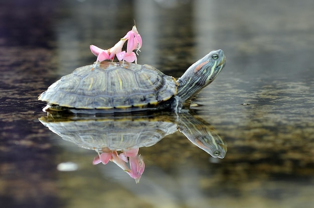 Gottesanbeterin auf Schildkrötenkopf