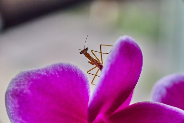 Gottesanbeterin-Baby, so klein wie eine rosafarbene Orchideenblüte