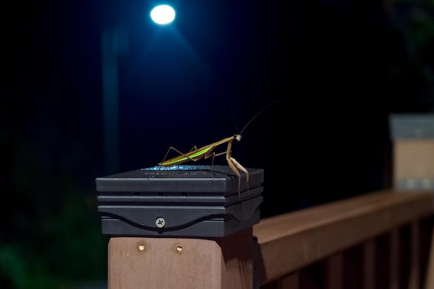 Gottesanbeterin in der Nachtnatur