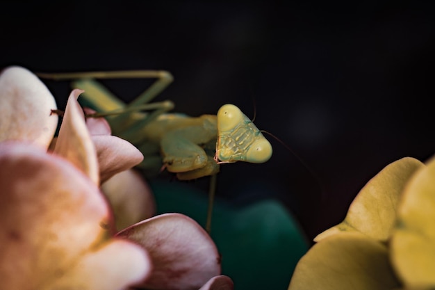 Gottesanbeterin Insekten Makrofotografie Premium-Foto