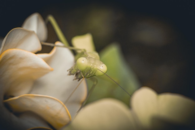 Gottesanbeterin Insekten Makrofotografie Premium-Foto